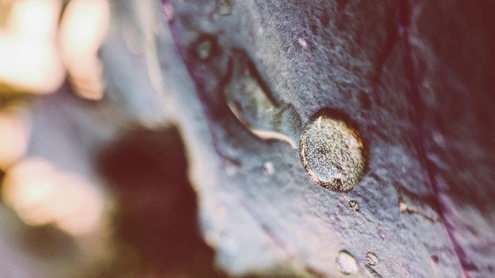 3 Tips For Macro Photography on iPhone