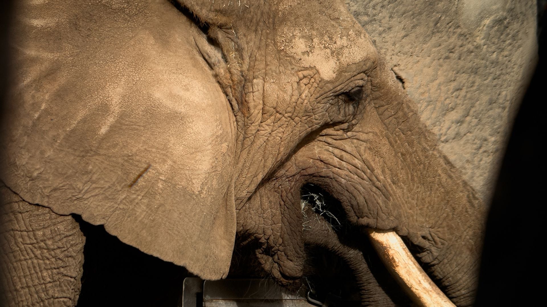 Safari Trip iPhone Guide: How to Capture Elevated Photo & Video on iPhone