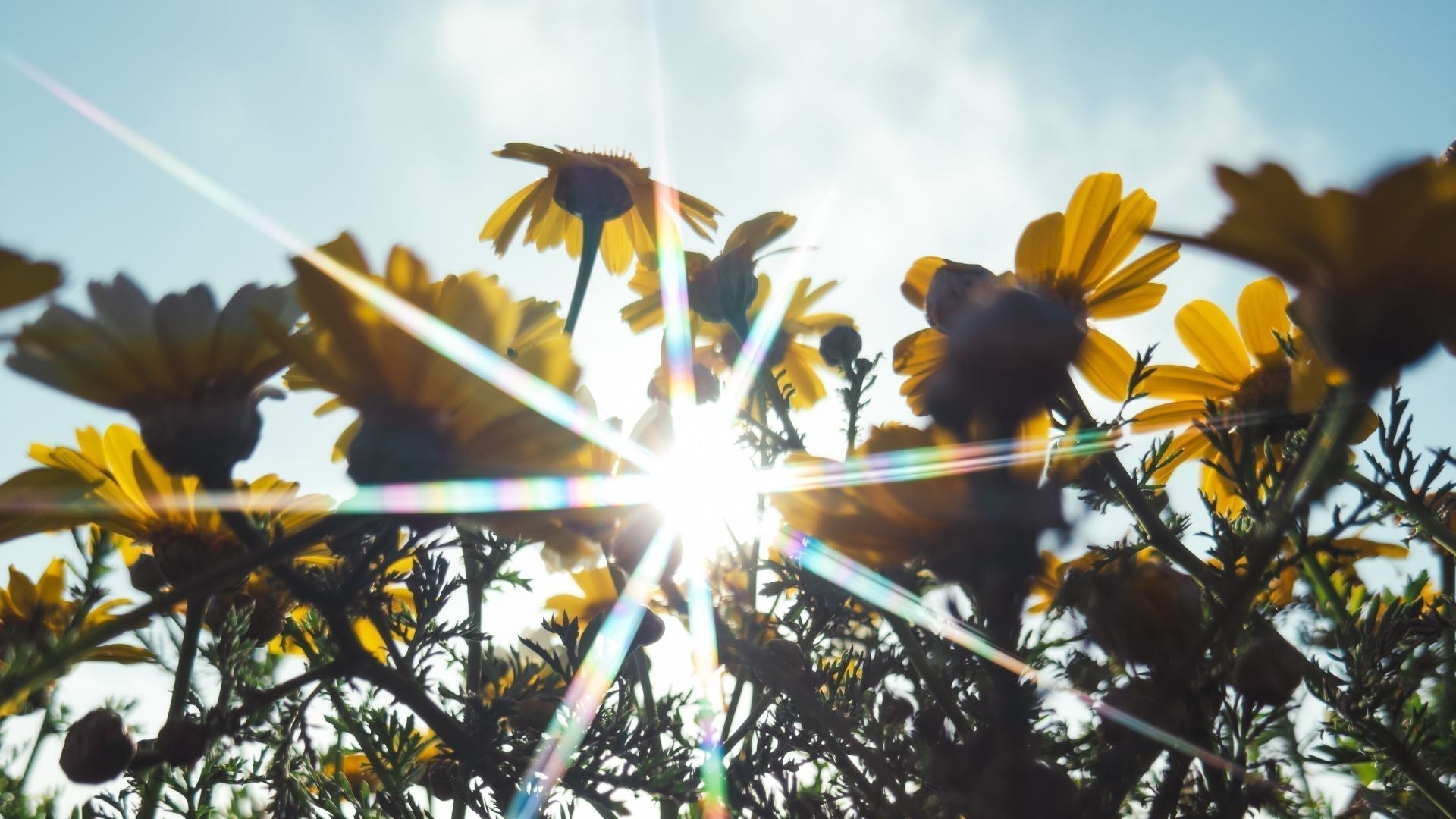 How to Capture Whimsy Photography on iPhone