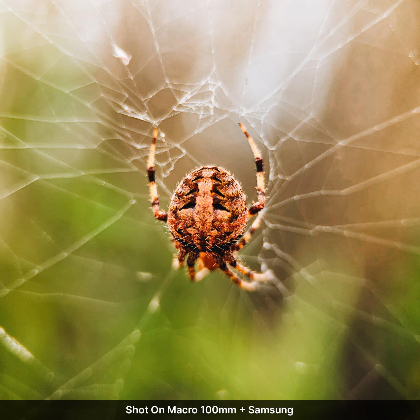 Macro Lens Edition - Samsung Ultra