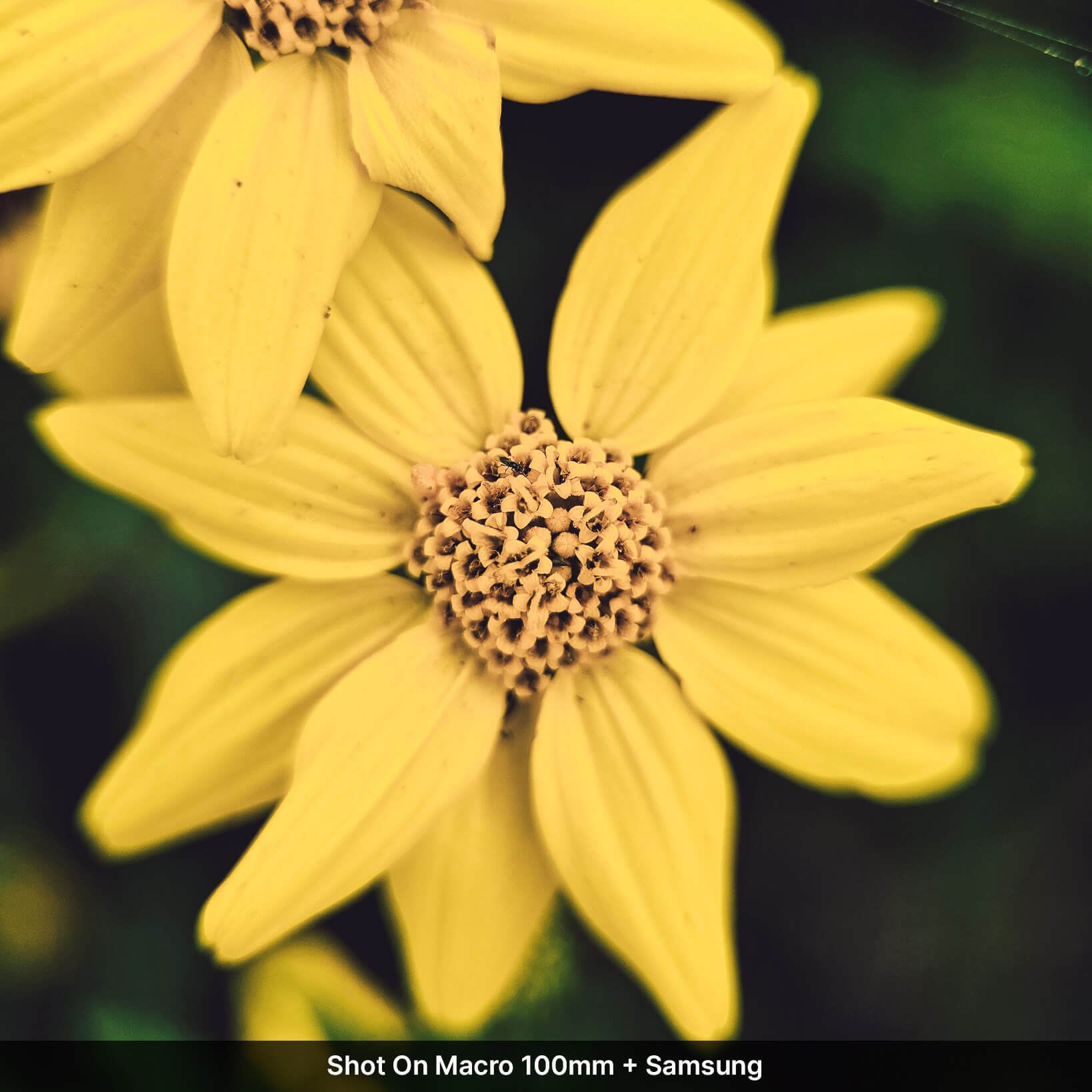 Macro Lens Edition - Samsung Ultra