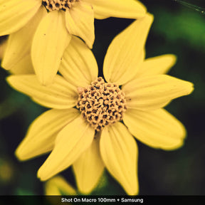 Macro Lens Edition - Samsung Ultra