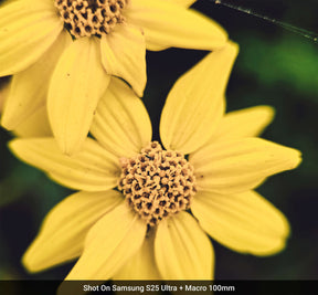 Macro Lens Edition - Samsung S25 Ultra