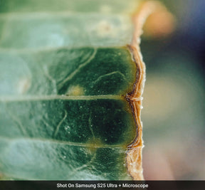 Microscope Lens Edition - Samsung S25 Ultra