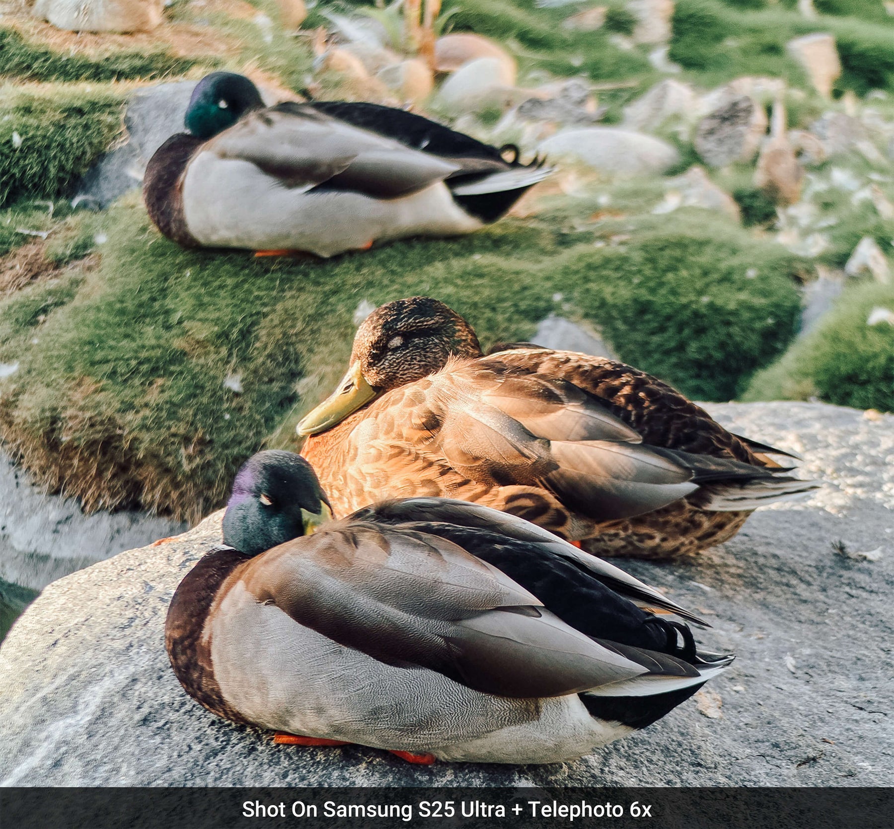 Telephoto 6x Lens Edition - Samsung S25 Ultra