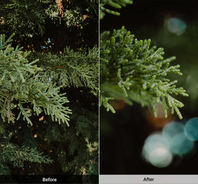 Macro Lens Edition - iPhone 17 Pro Max