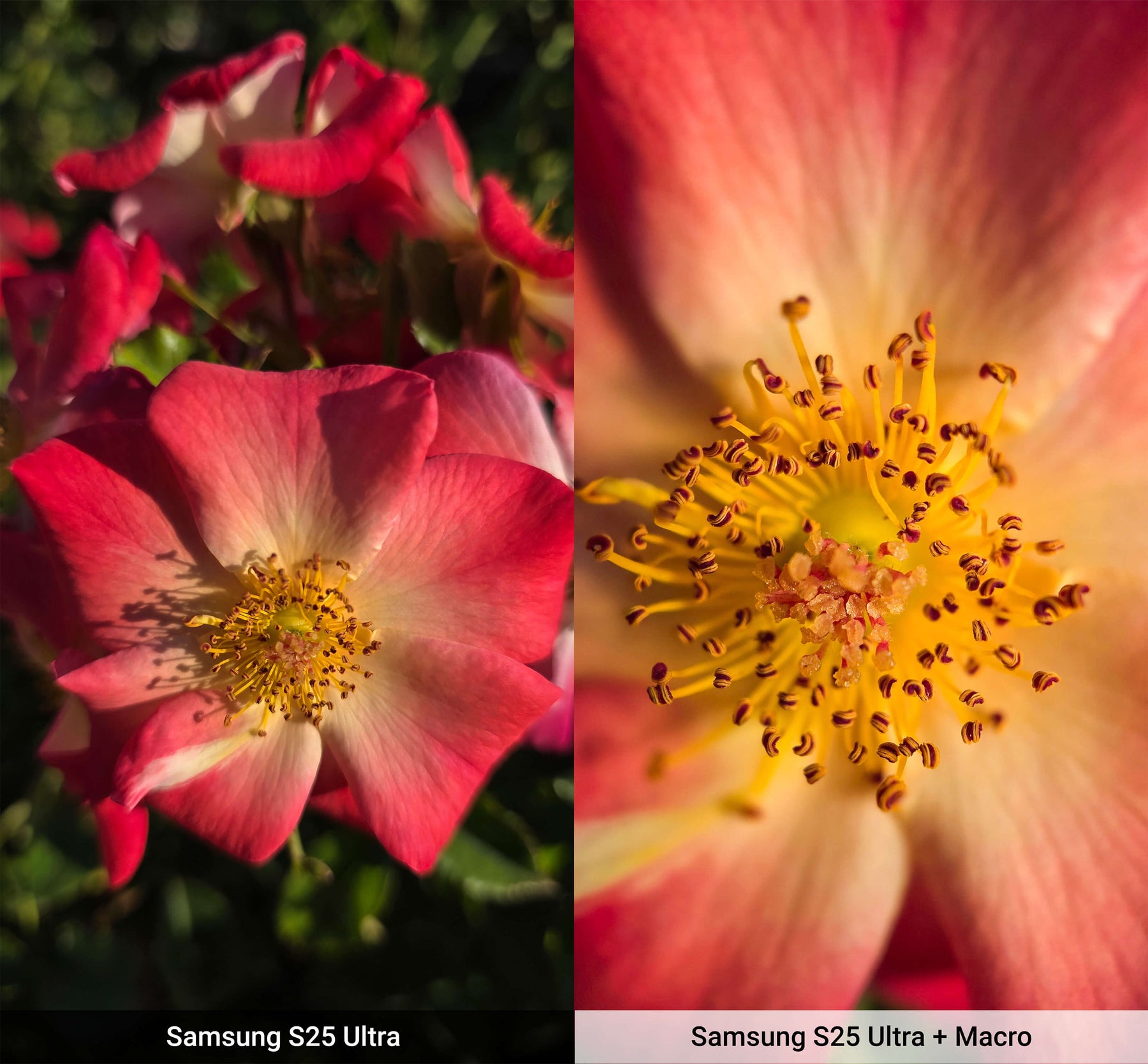 Macro Lens Edition - Samsung S25 Ultra