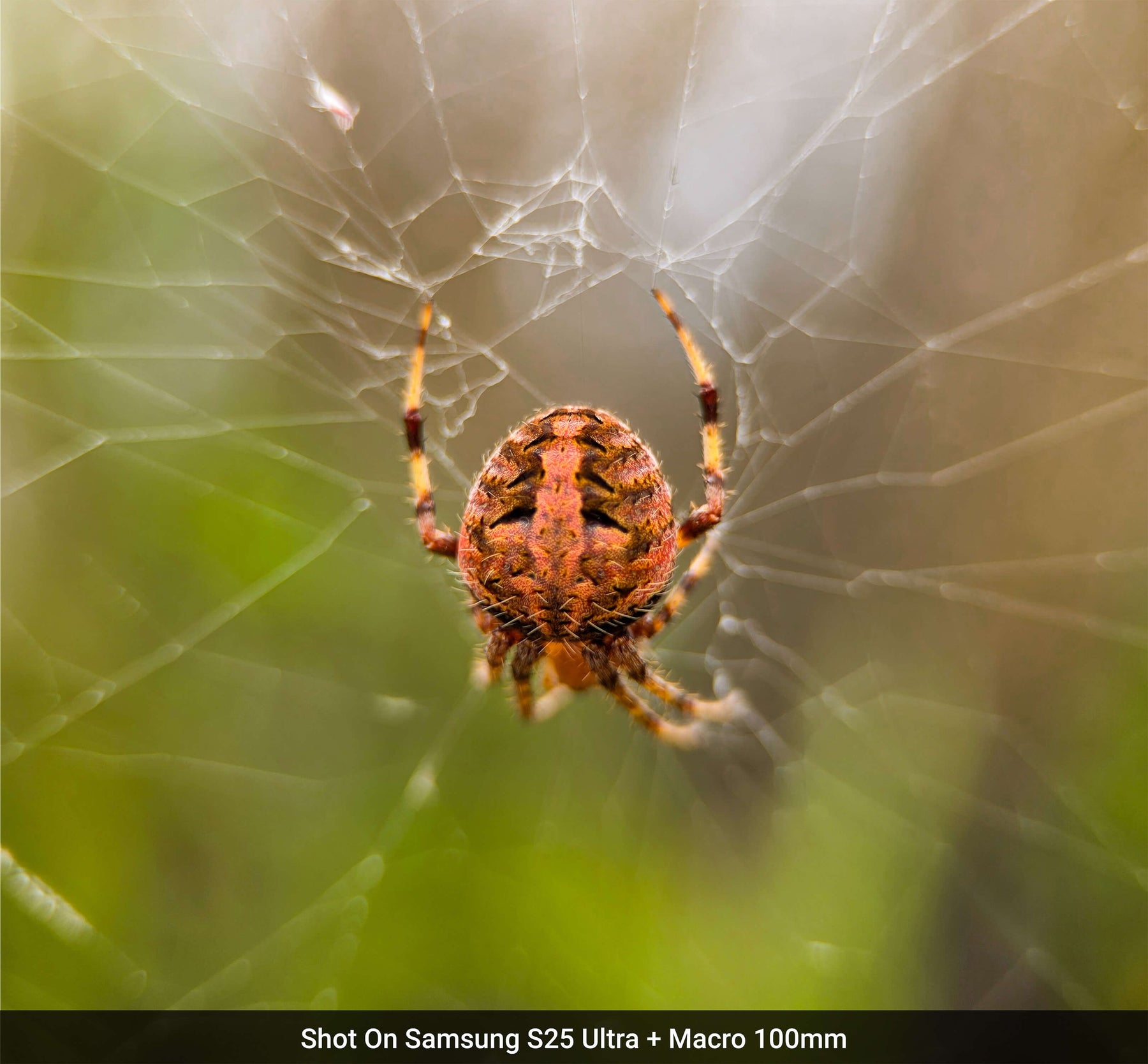 Macro Lens Edition - Samsung S25 Ultra