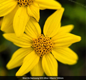 Macro Lens Edition - Samsung S25 Ultra