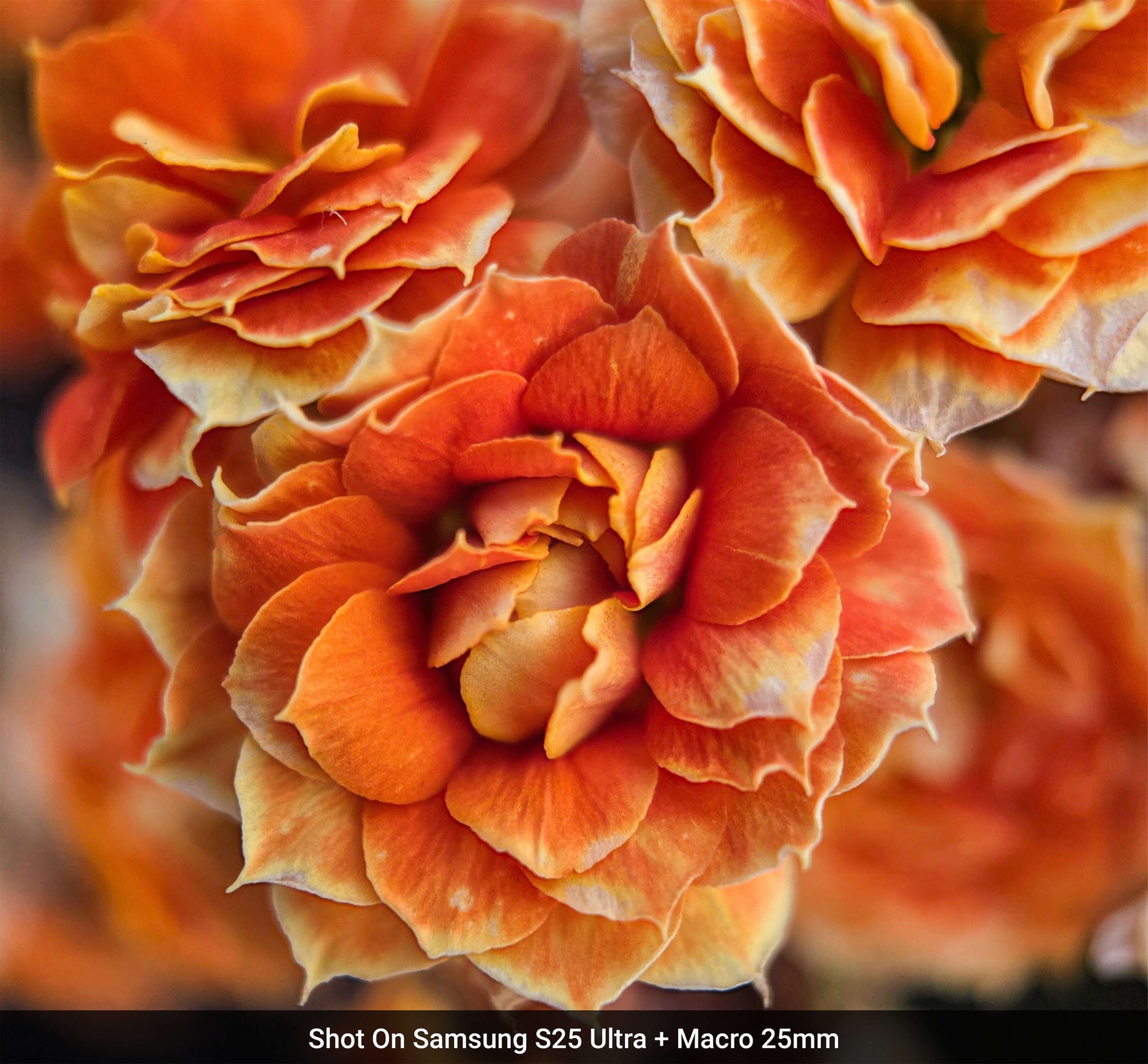 Macro Lens Edition - Samsung S25 Ultra