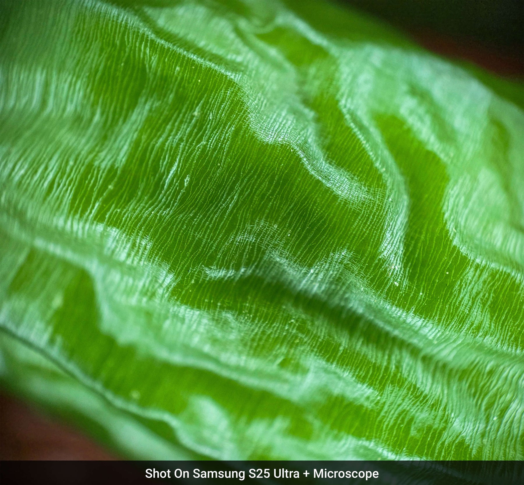 Microscope Lens Edition - Samsung S25 Ultra